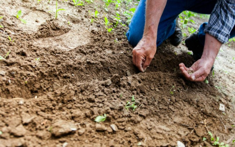 土壤、肥料以及作物的氮含量